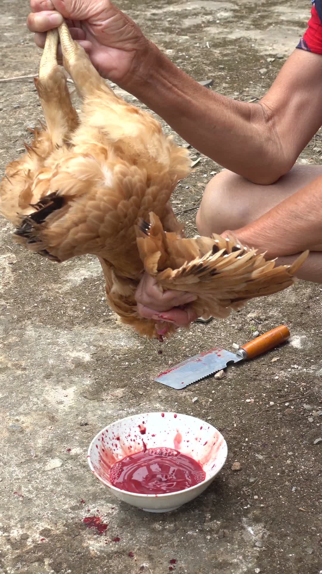 乡下一个人在杀鸡杀鸡放血过程视频的预览图