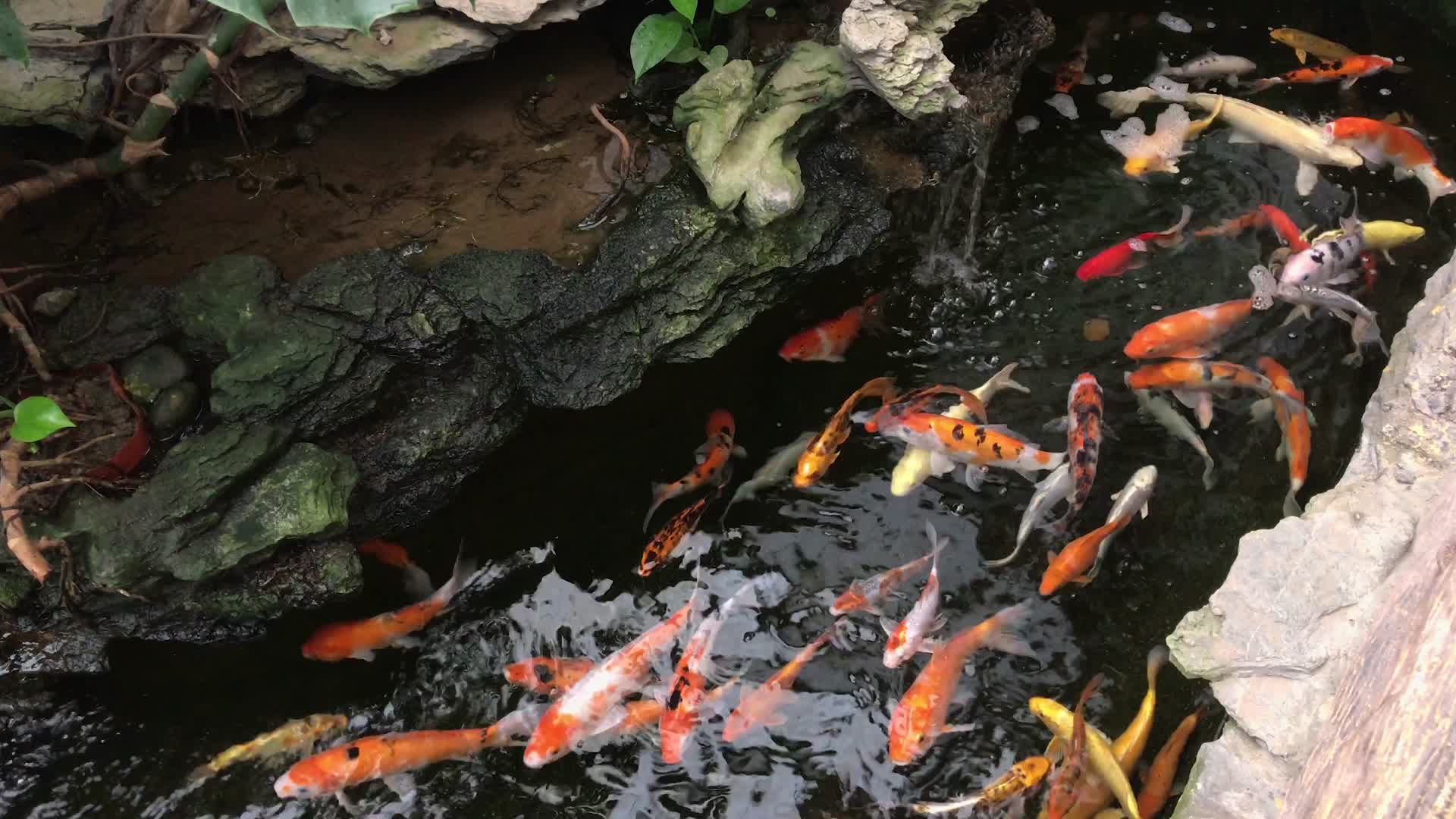 在水池中游水的锦鲤视频的预览图