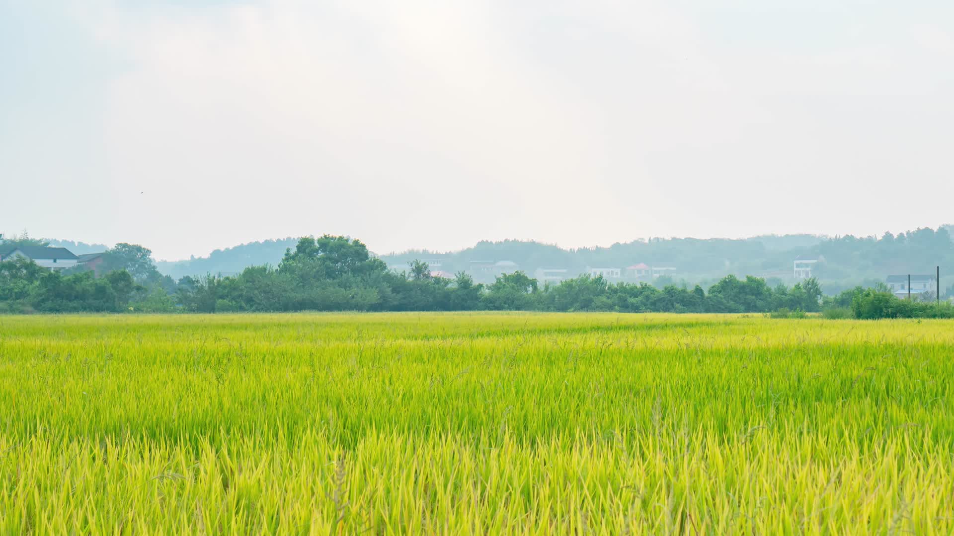 乡村稻田自然风光视频的预览图