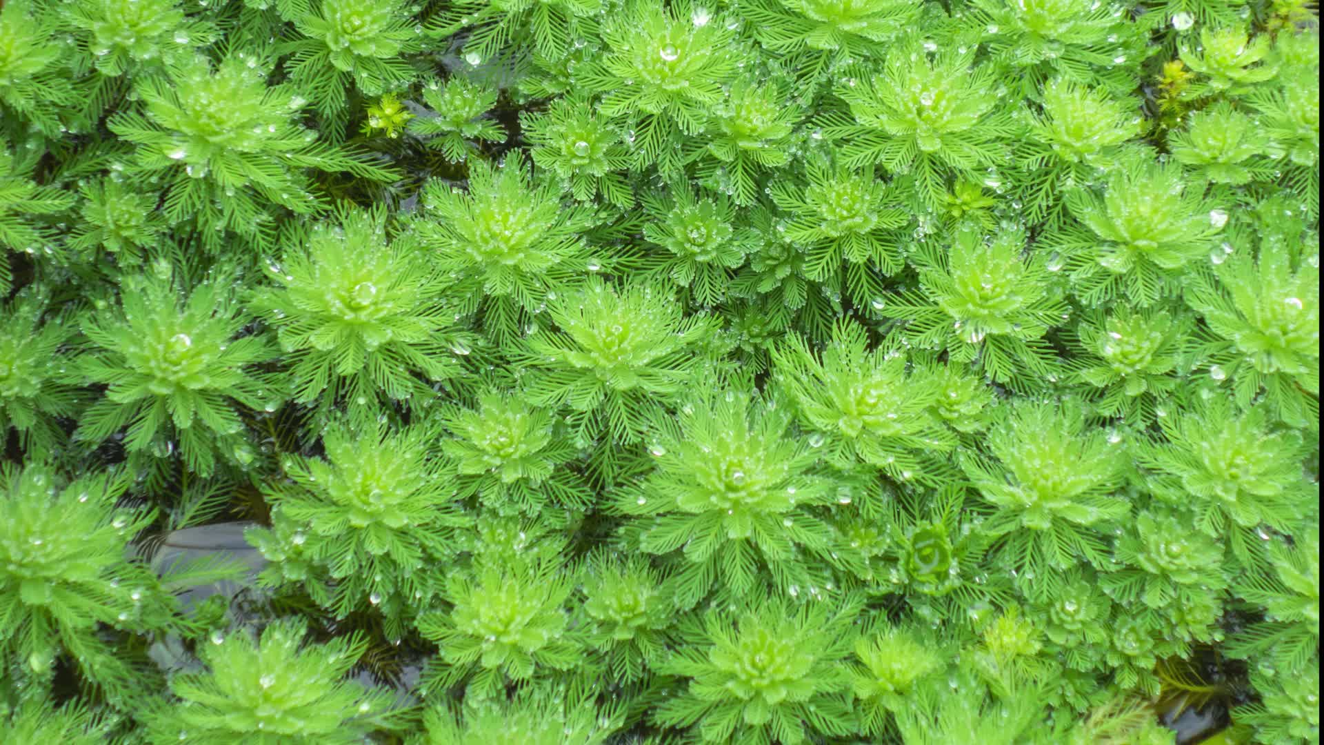 绿色植物狐尾藻视频的预览图