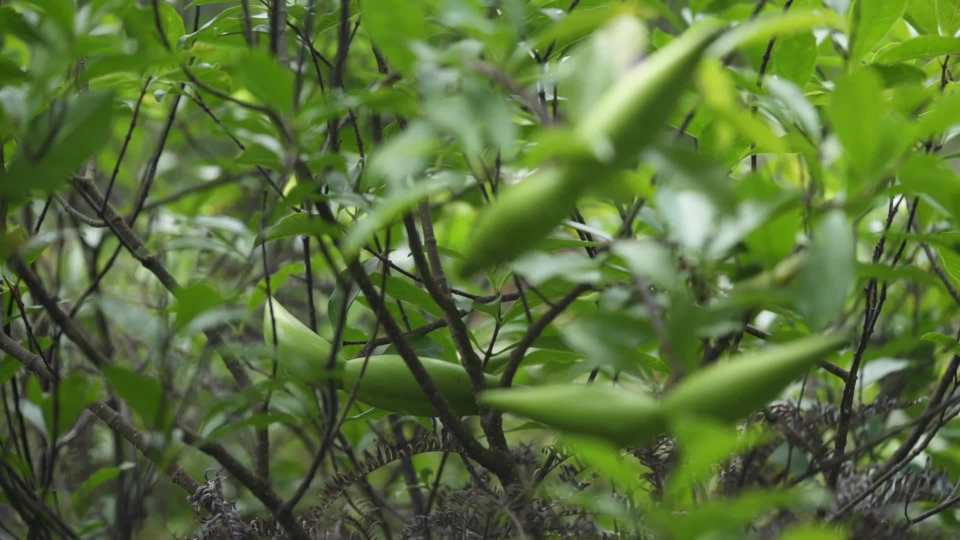 深圳梧桐山生态美景视频的预览图