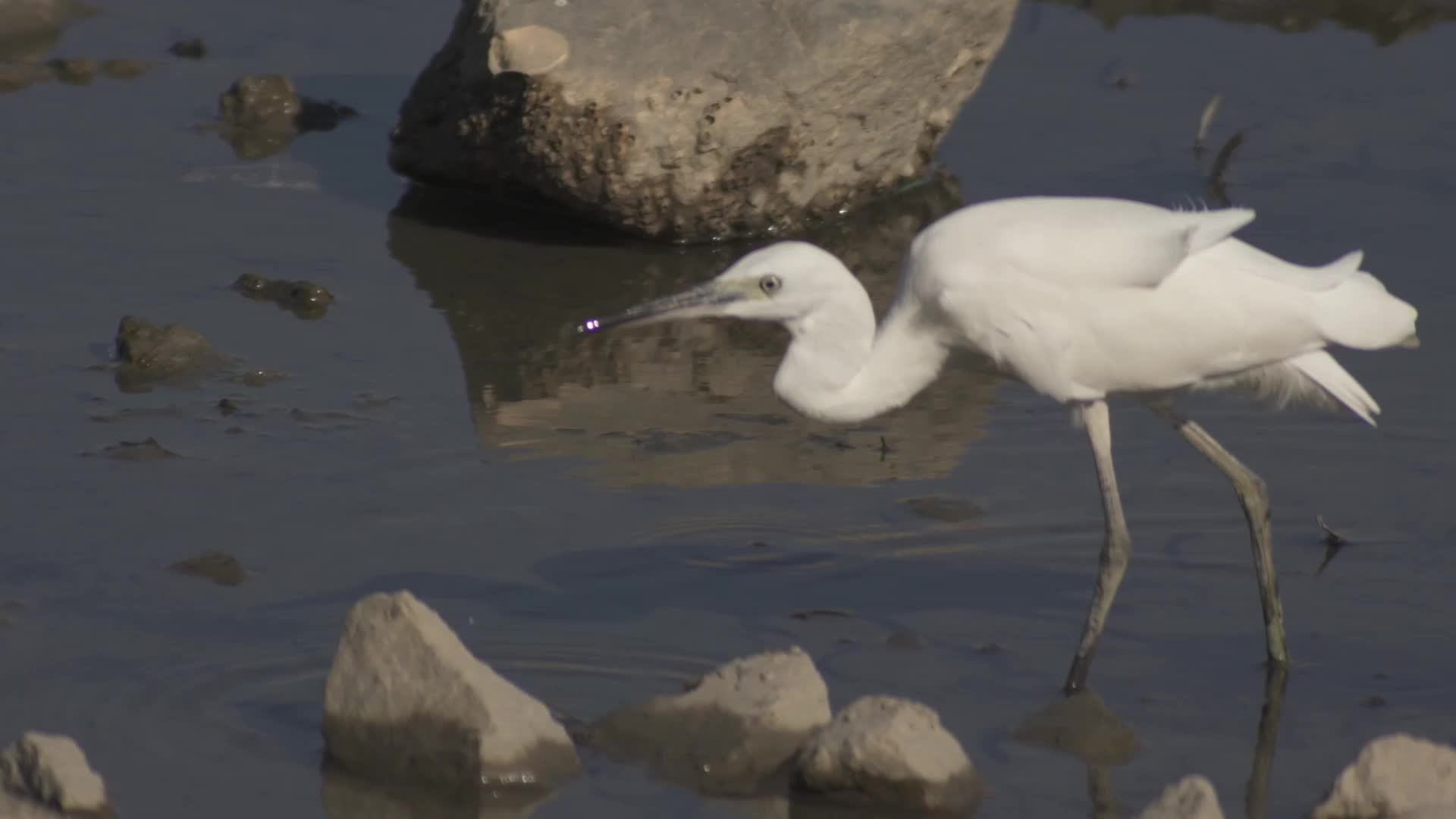 自然鸟类栖息地候鸟实拍视频视频的预览图