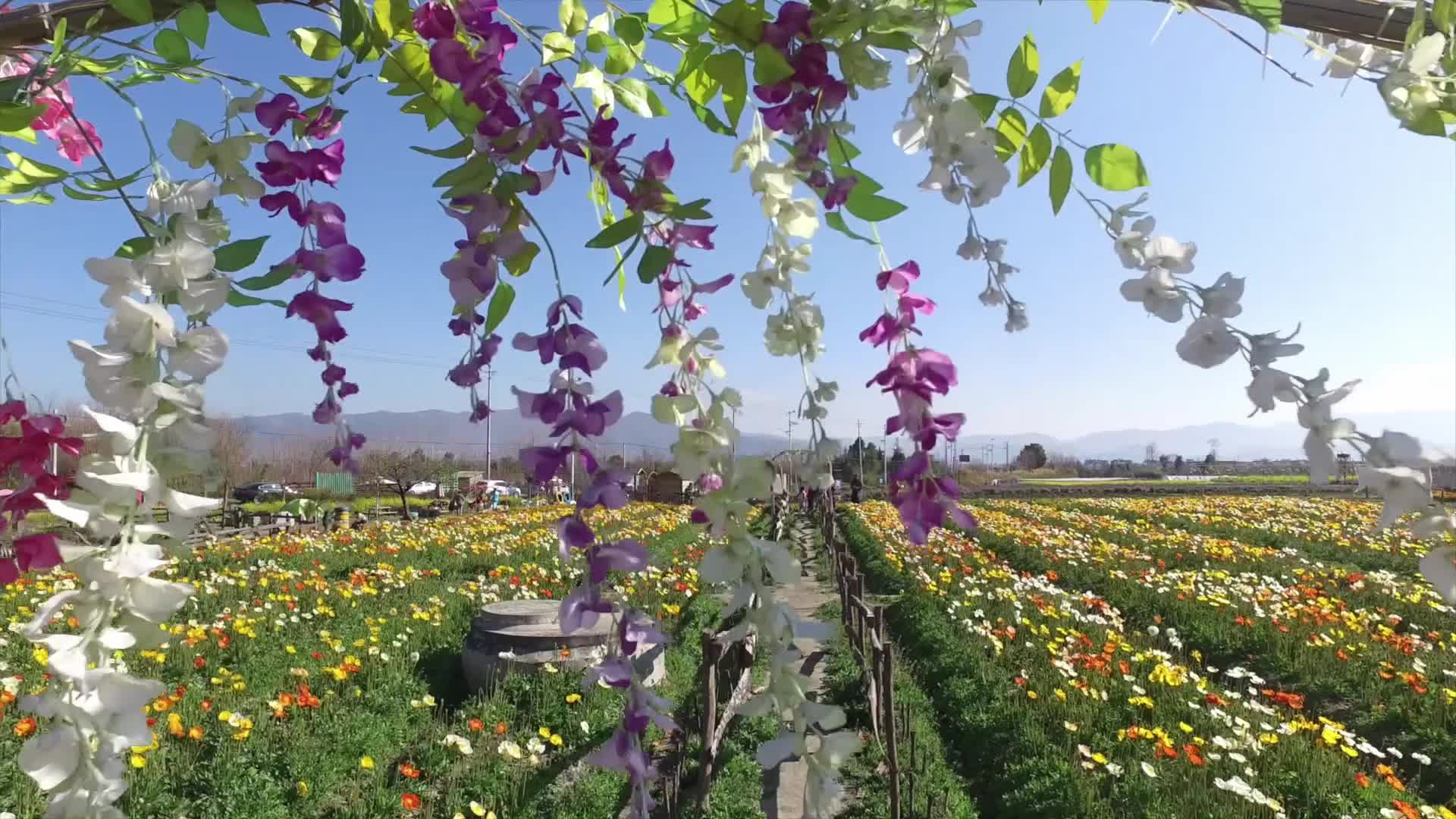 玫瑰种植园实拍视频视频的预览图