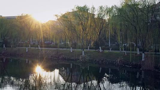 夕阳下的湖边杨柳航拍实拍视频视频的预览图