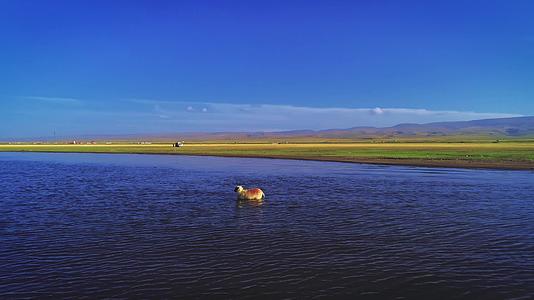 新疆盐湖自然风光视频的预览图