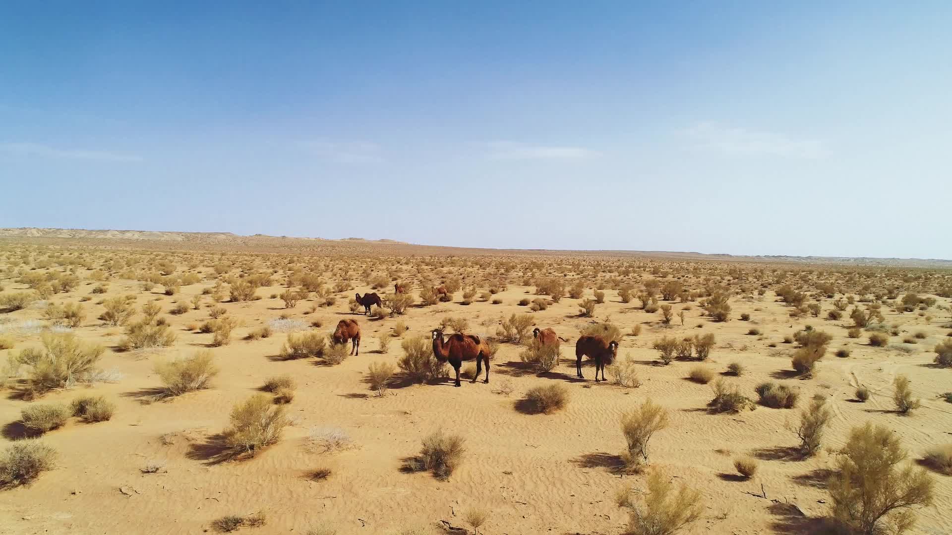 新疆戈壁沙滩视频的预览图