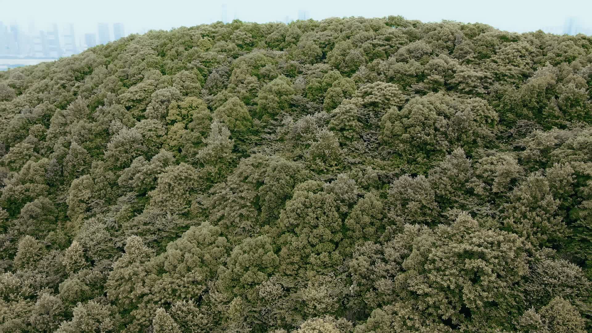 长沙自然风光岳麓山视频的预览图
