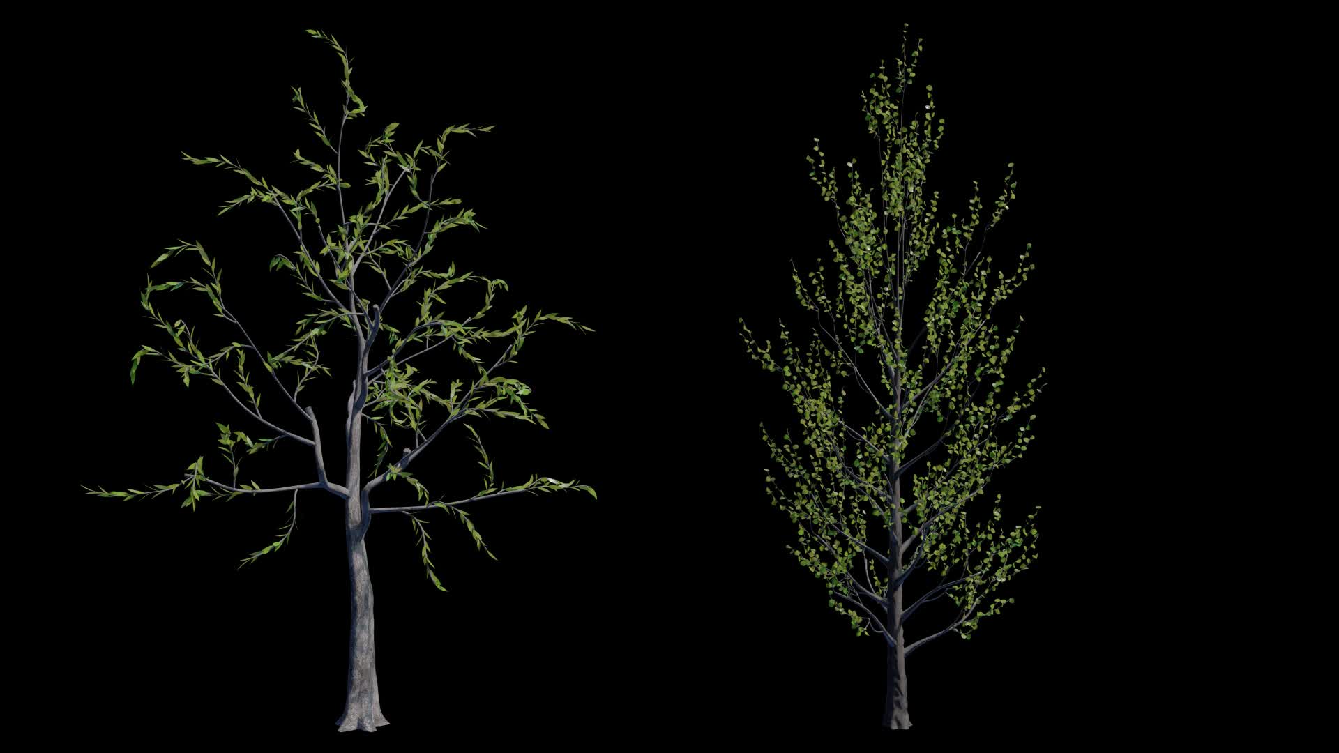 4K写实动态通道森林大树素材视频的预览图