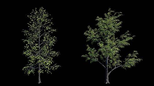 4K写实动态通道森林大树素材视频的预览图