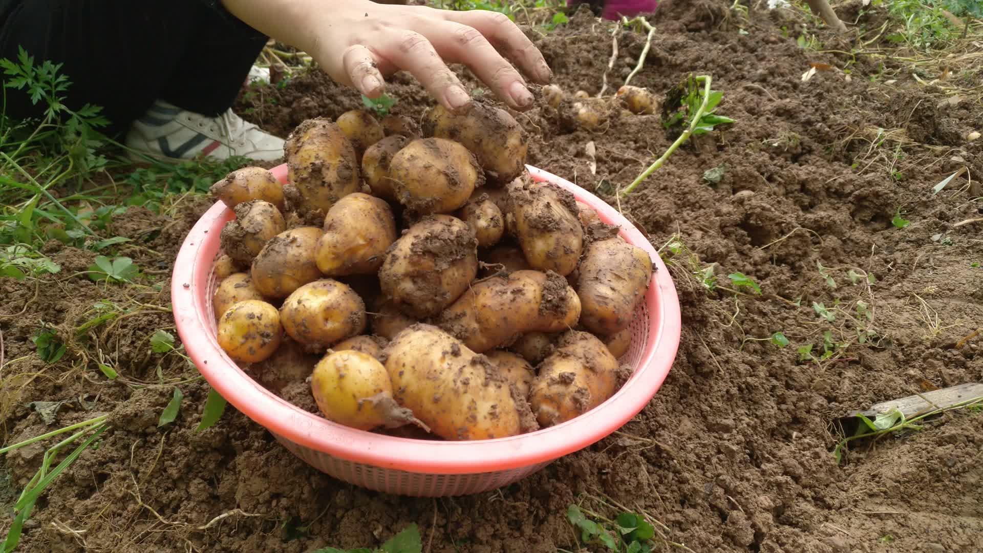 农村挖土豆马铃薯视频的预览图