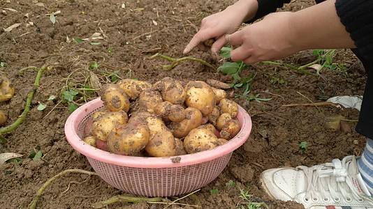 农村挖土豆马铃薯视频的预览图