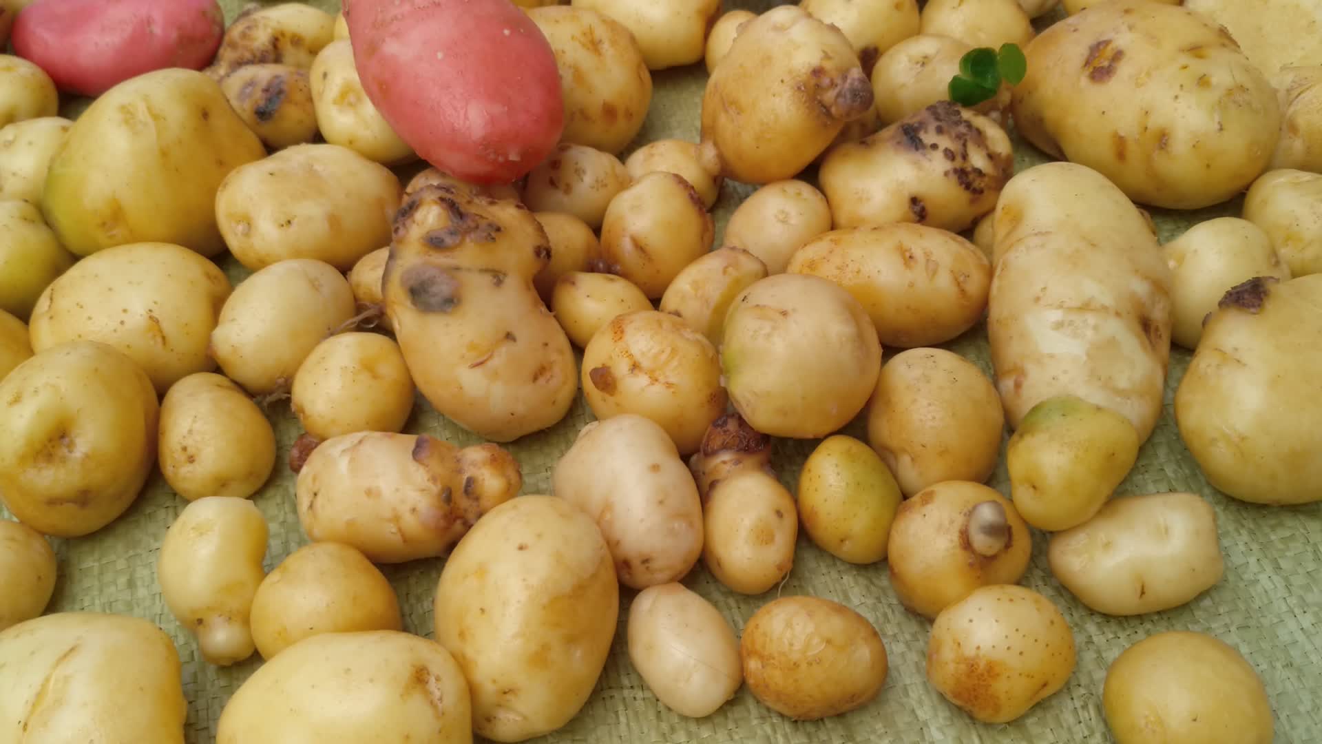 农村挖洗土豆马铃薯视频的预览图