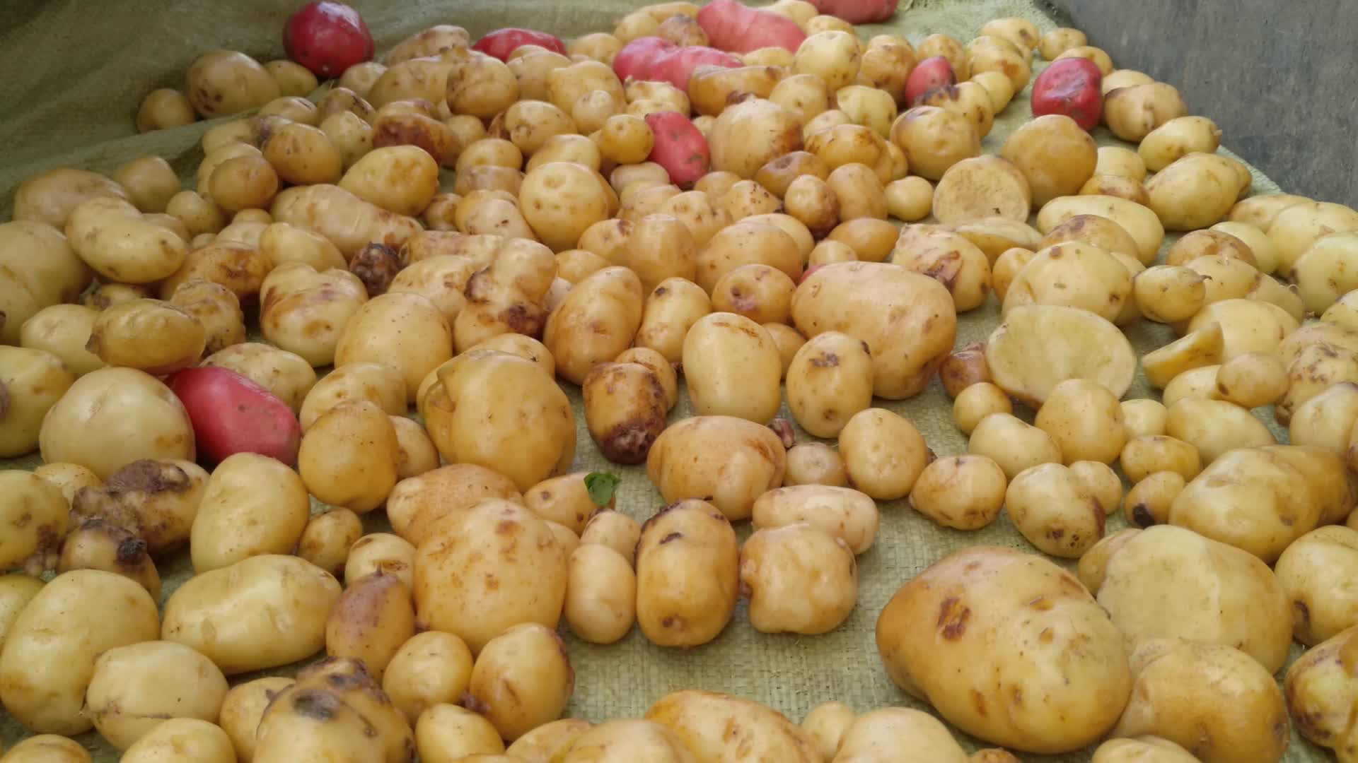 农村铺开清洗过的土豆马铃薯视频的预览图