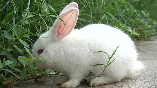 可爱的小白兔在草丛中吃草视频的预览图