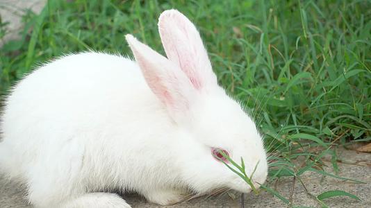 可爱的小白兔在草丛中吃草视频的预览图