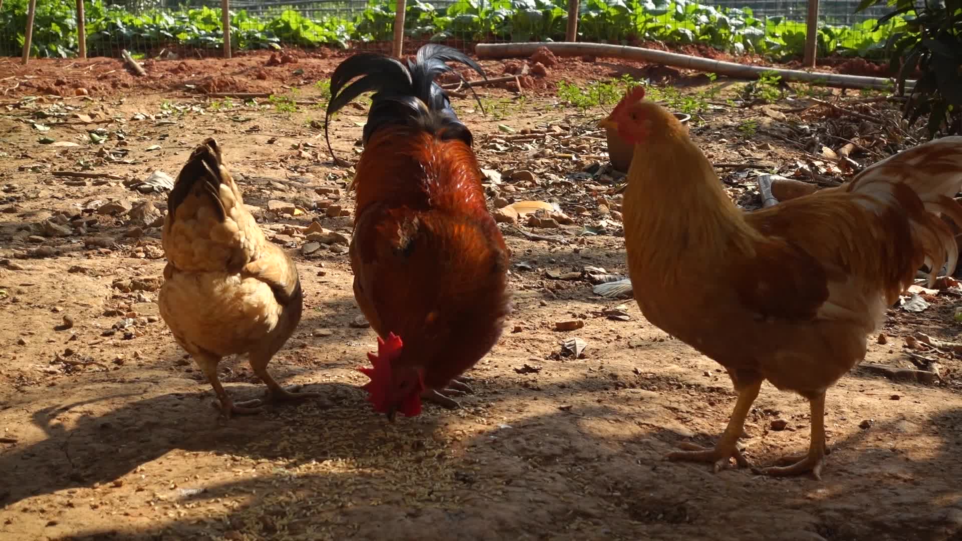 乡村农家土鸡在吃食视频的预览图