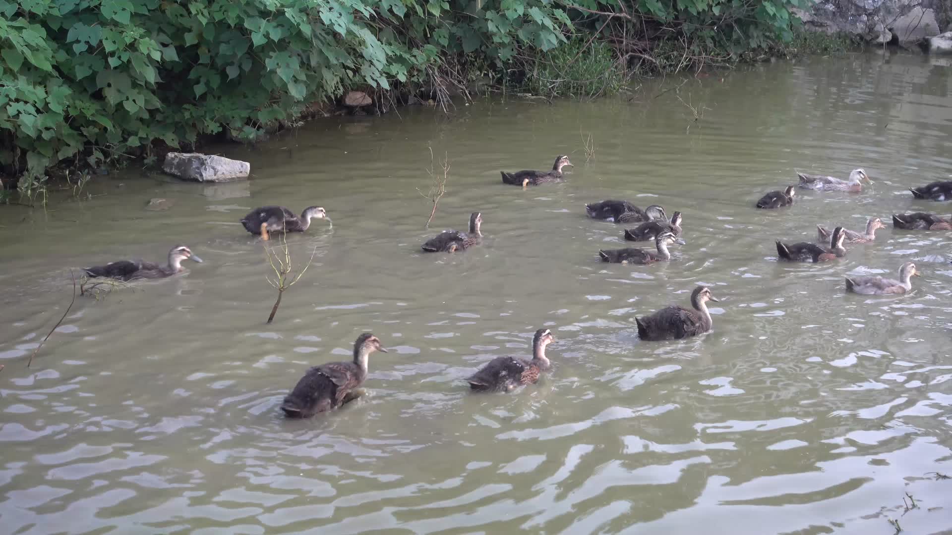 乡村池塘里面鸭子在游泳视频的预览图