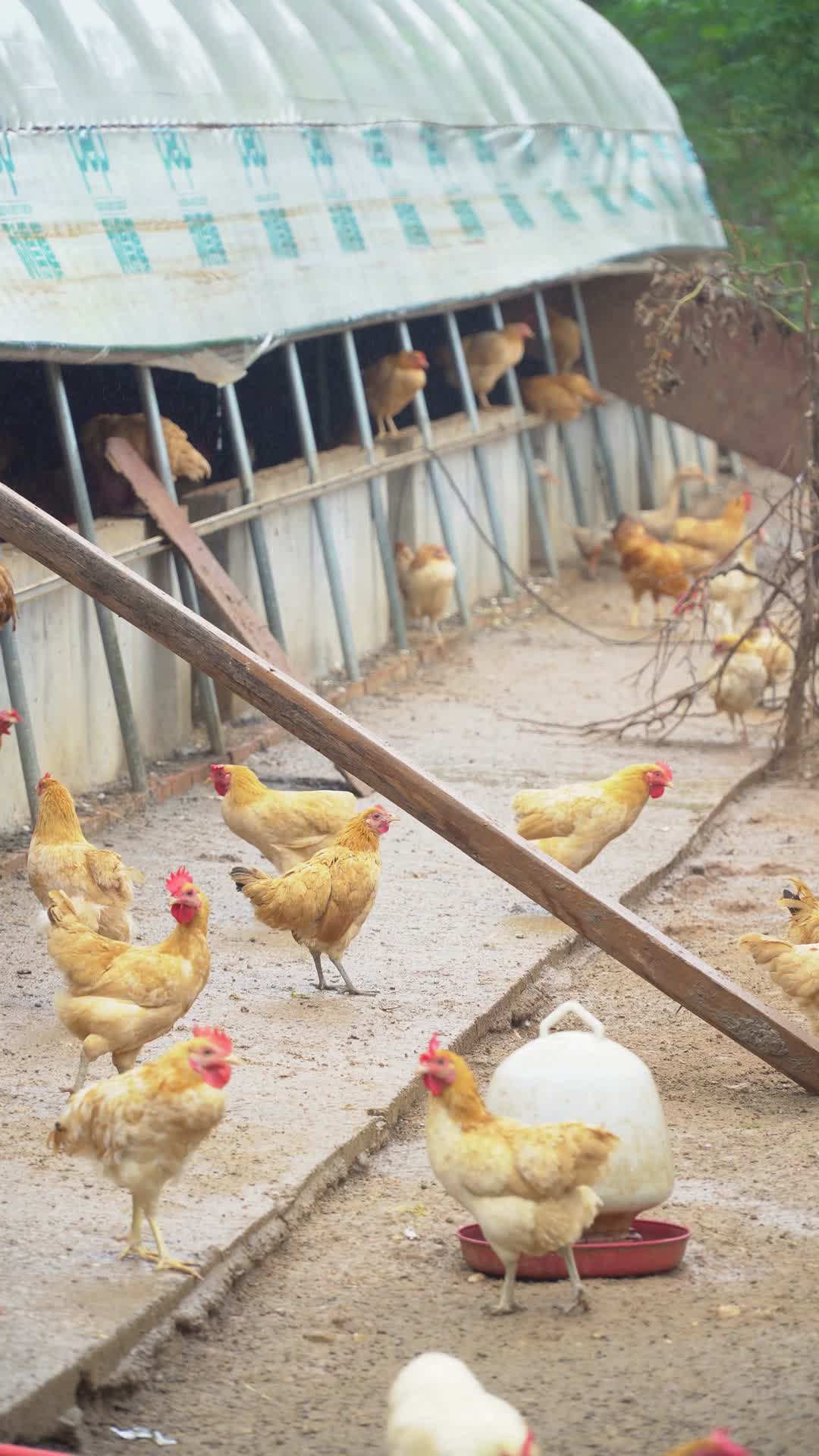 乡村养鸡场鸡群视频的预览图