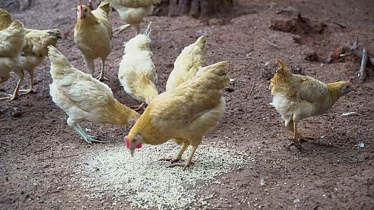 乡村养鸡场鸡群吃食视频的预览图
