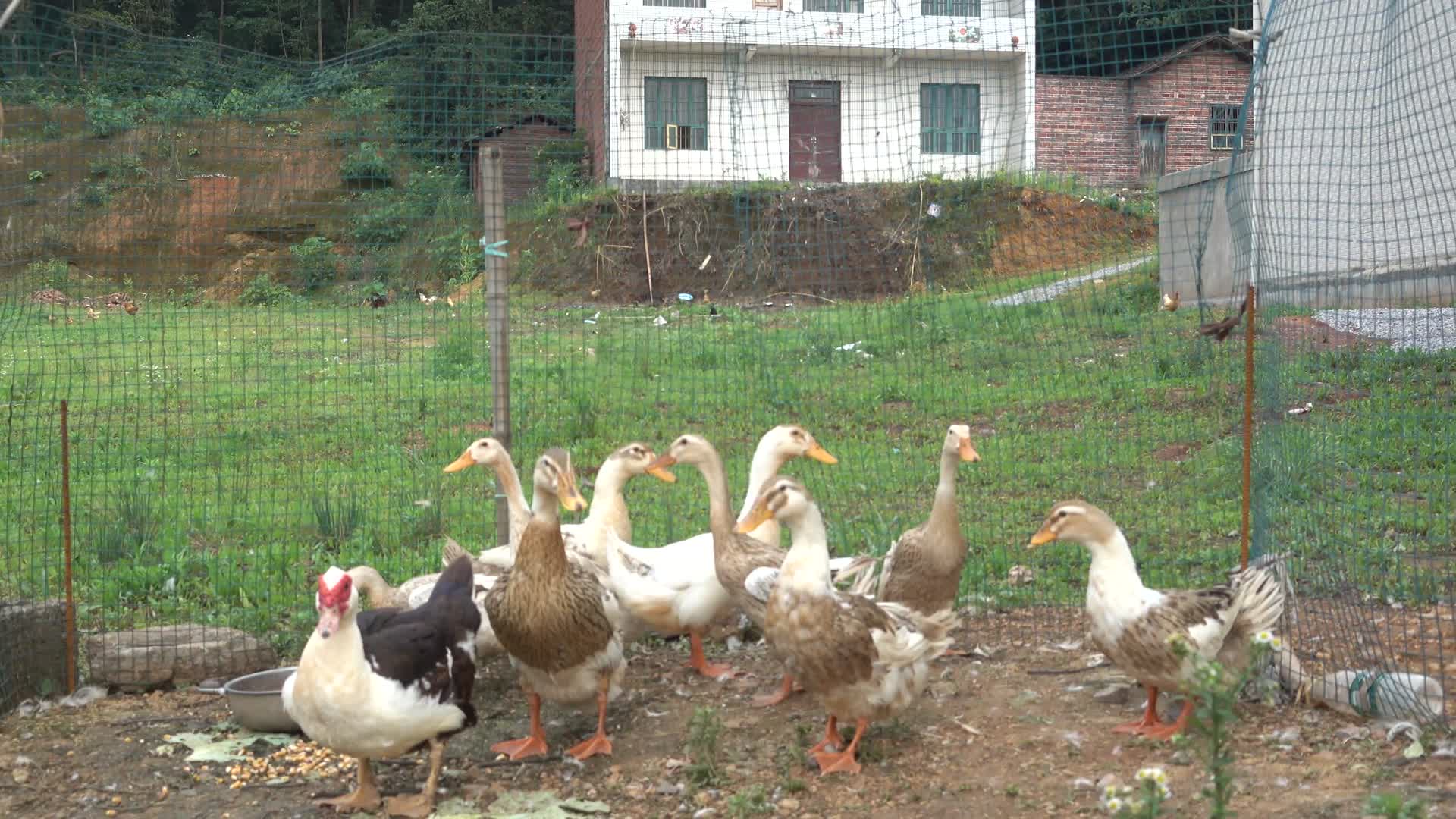 4K实拍乡村农家鸭子家禽视频的预览图
