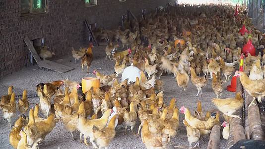 乡村养鸡场鸡群吃食视频的预览图