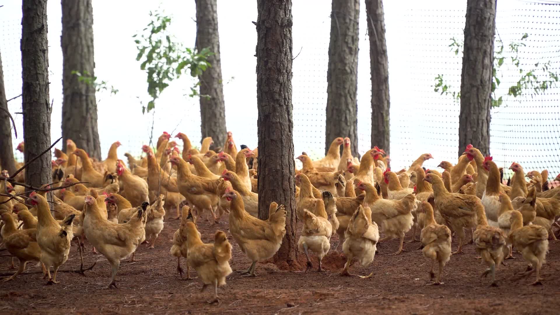 乡村生态散养鸡视频的预览图