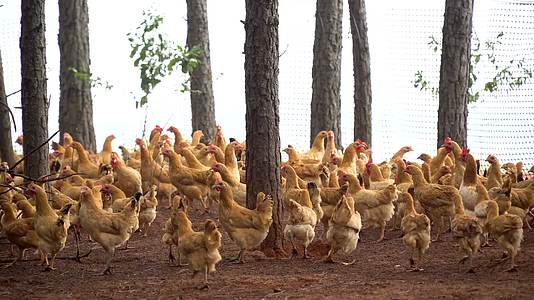 乡村生态散养鸡视频的预览图