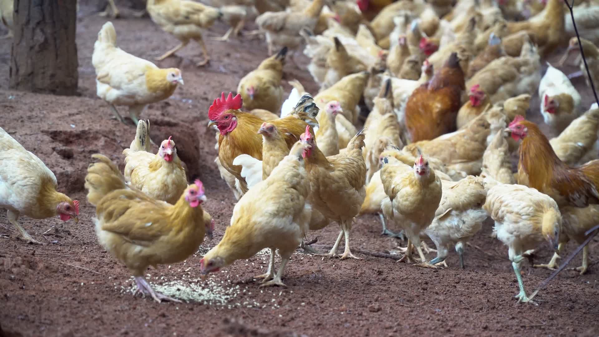 乡村生态散养鸡喂食视频的预览图