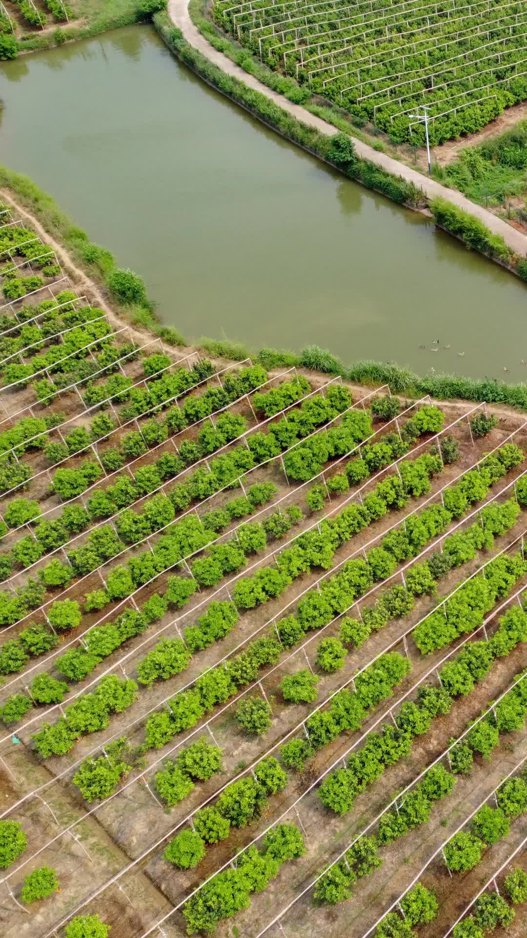 航拍乡村种植橘子园视频的预览图