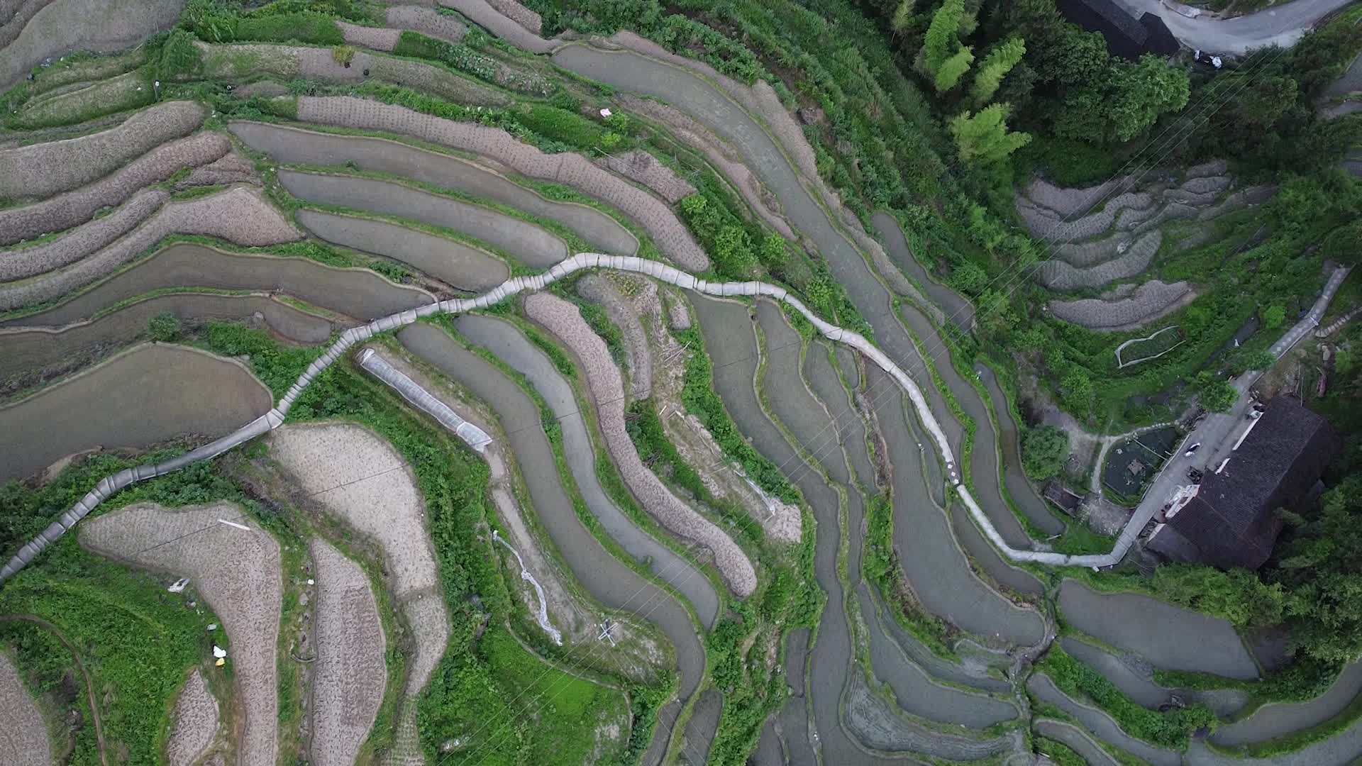 航拍湖南紫鹊界梯田视频的预览图