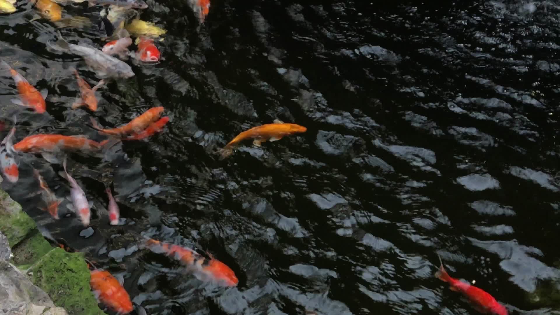 在水池中游水的锦鲤视频的预览图