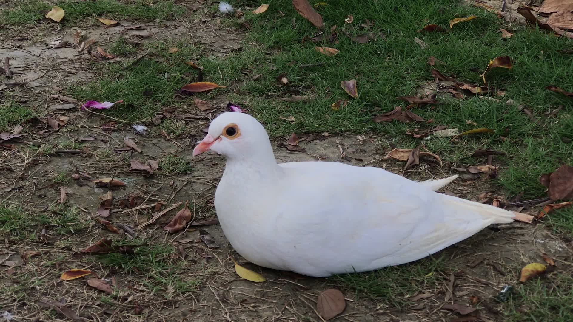 白色的鸽子在草地上休憩视频的预览图
