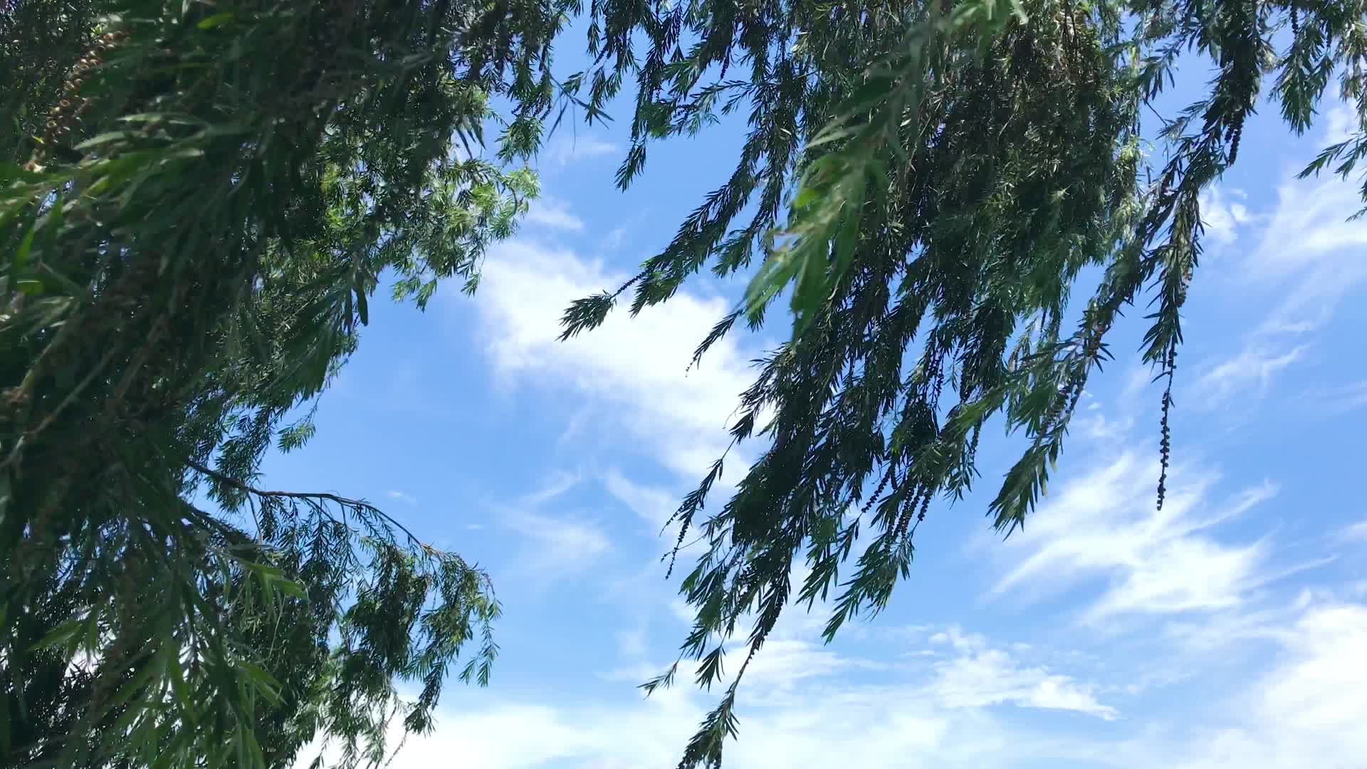 蓝天背景下的柳树视频的预览图