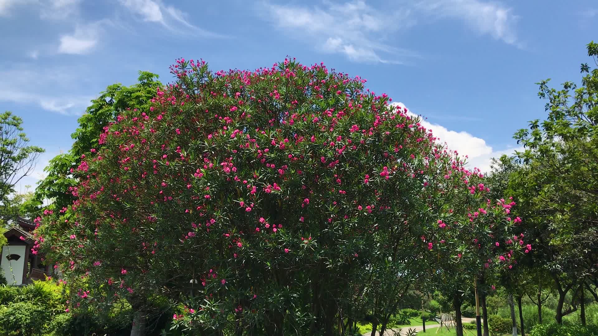 公园里的夹竹桃花树视频的预览图