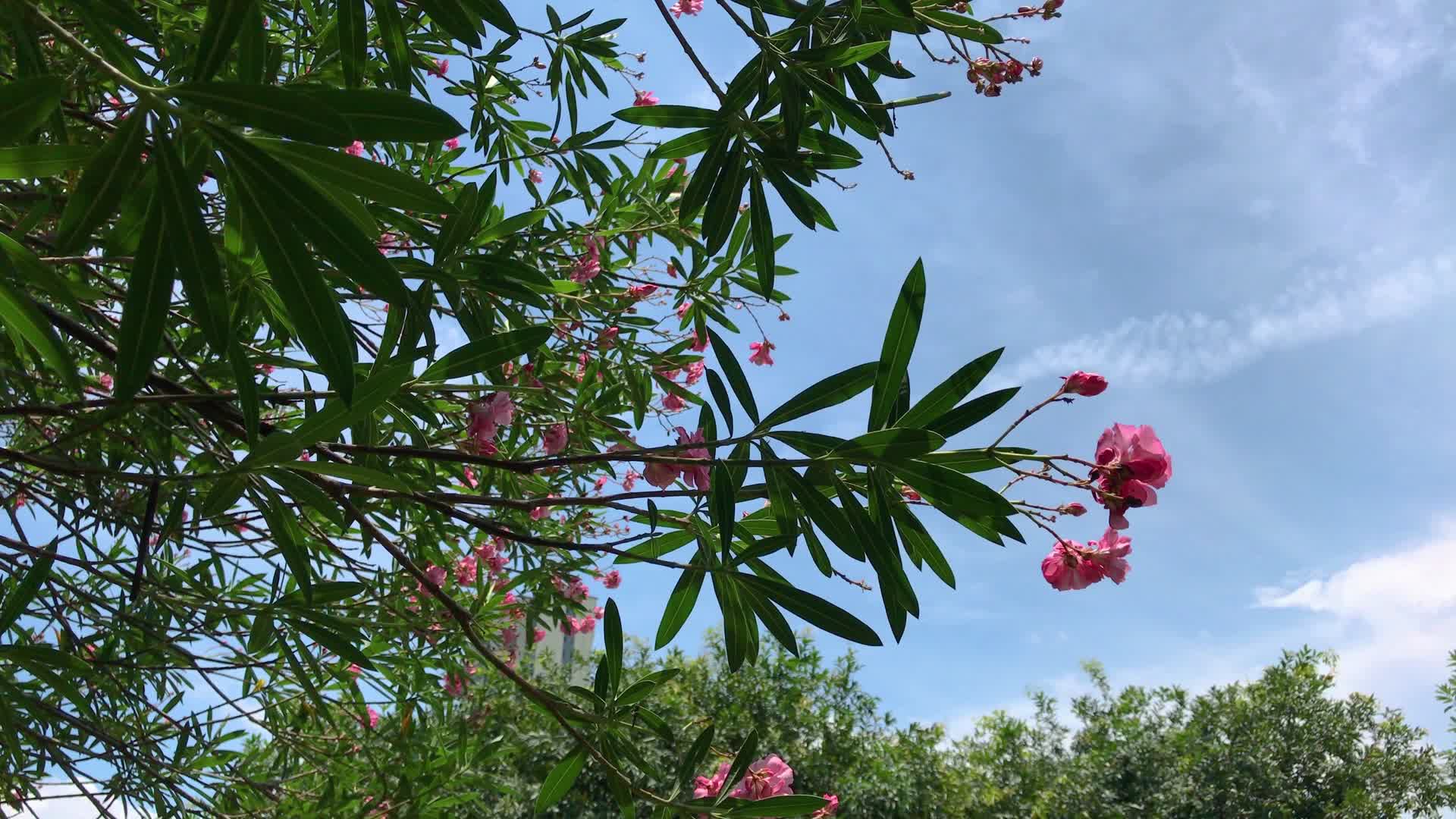 蓝天背景下的夹竹桃花树视频的预览图