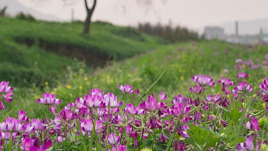 草原的坝上自然风光紫云英花视频的预览图