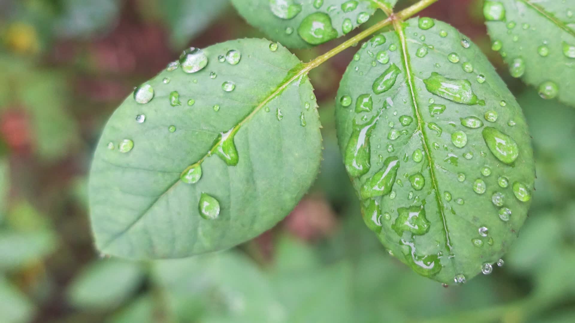 叶子上的露水微距水滴视频的预览图