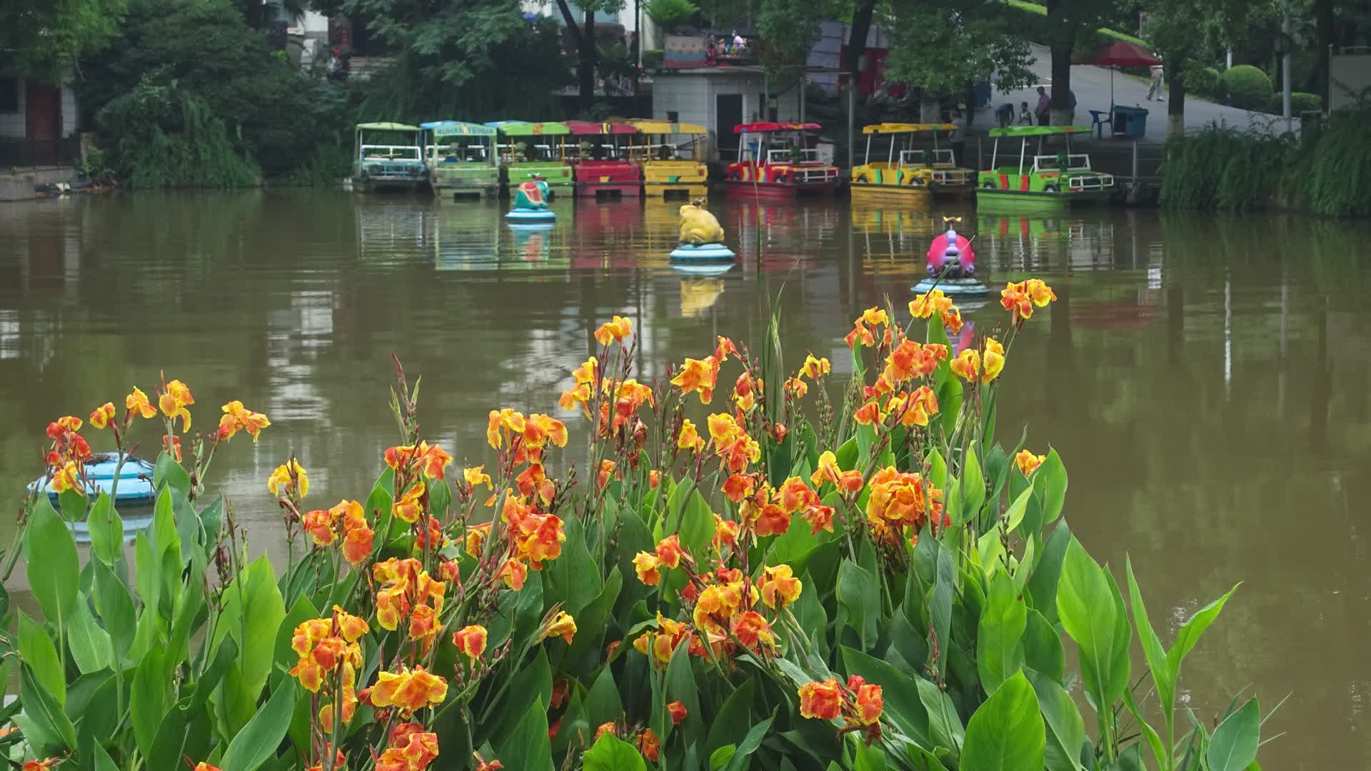 公园湖边的美人蕉花卉景观视频的预览图