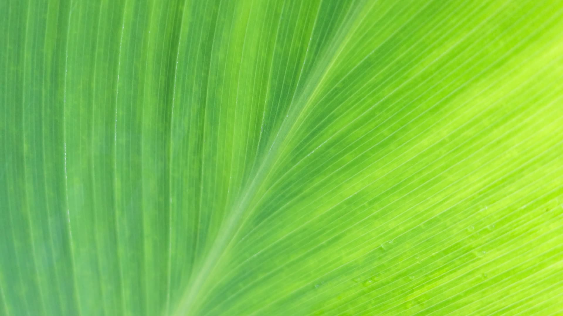 植物叶子肌理纹路视频的预览图