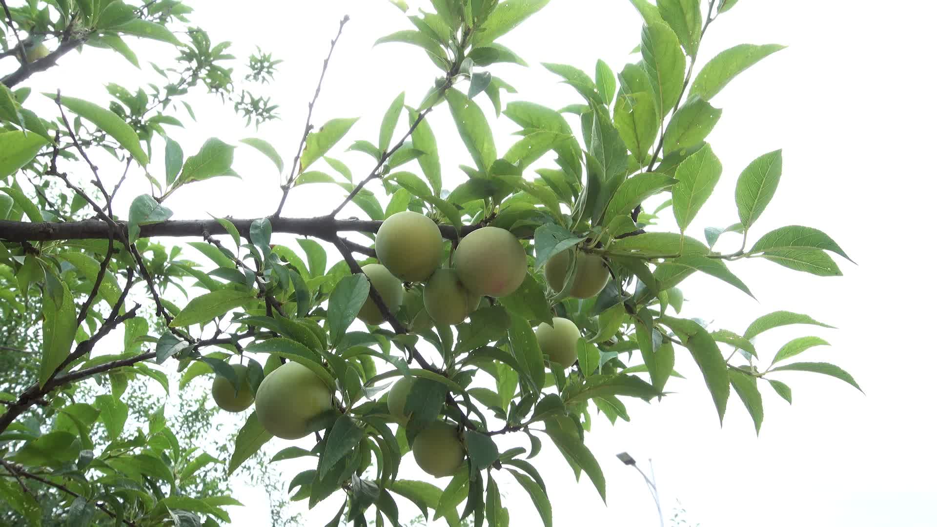 树上的桃子视频的预览图