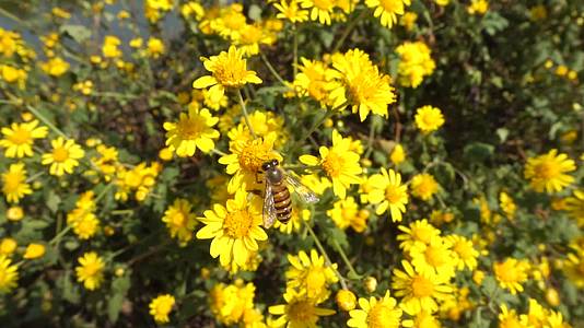 蜜蜂在野菊花上采蜜视频的预览图