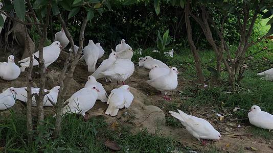 白色的鸽子在草地上休憩视频的预览图