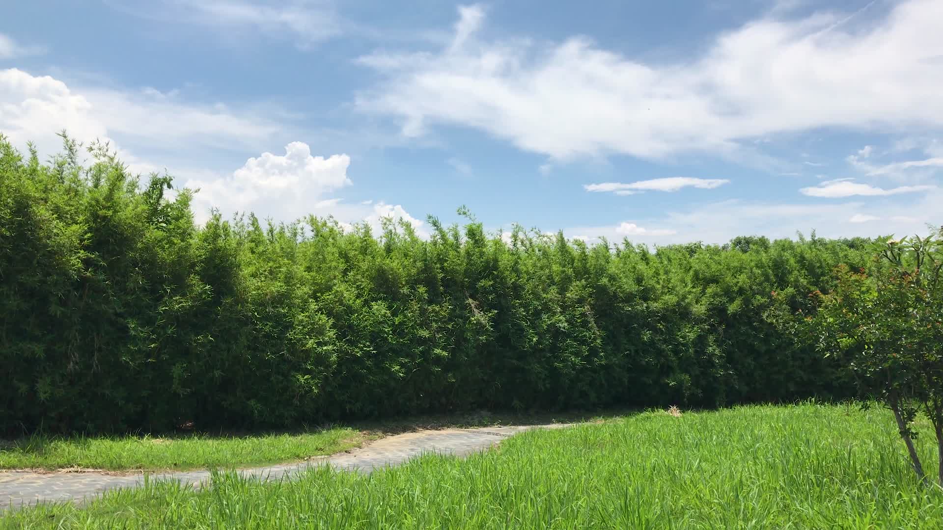 湿地公园自然风景视频的预览图