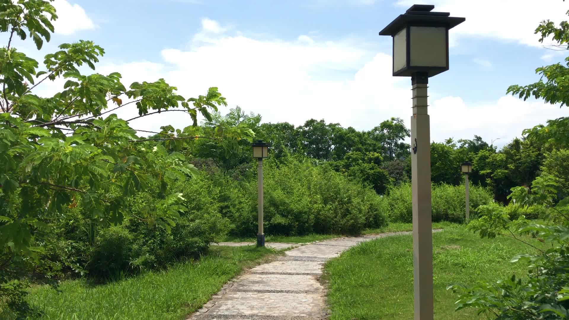 湿地公园自然风景视频的预览图