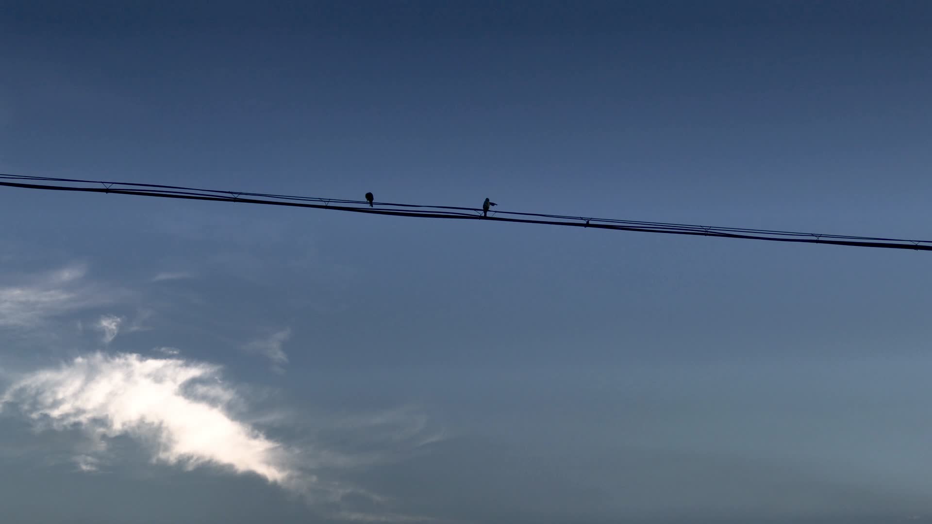 夕阳天空电线上的小鸟视频的预览图