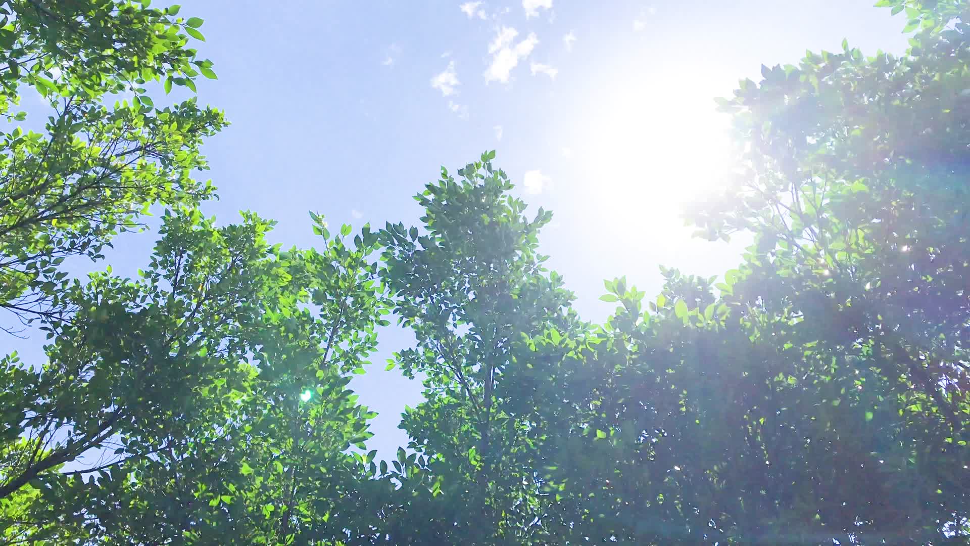夏日阳光下的大树视频的预览图