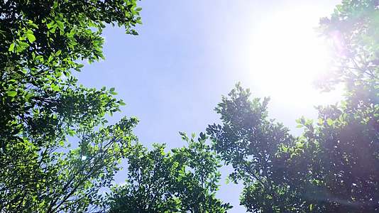 夏日阳光下的大树视频的预览图