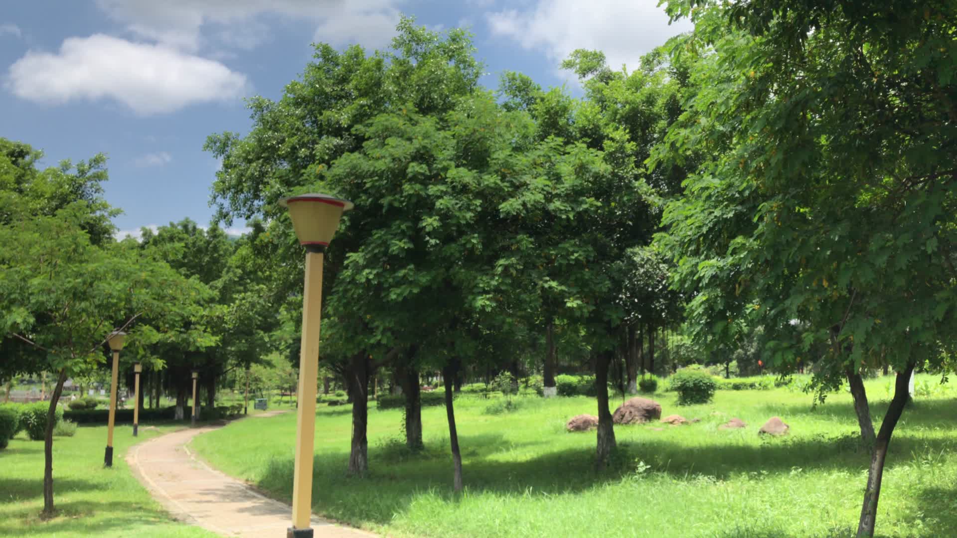 夏天公园里的树木视频的预览图