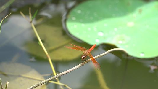荷叶和红蜻蜓视频的预览图
