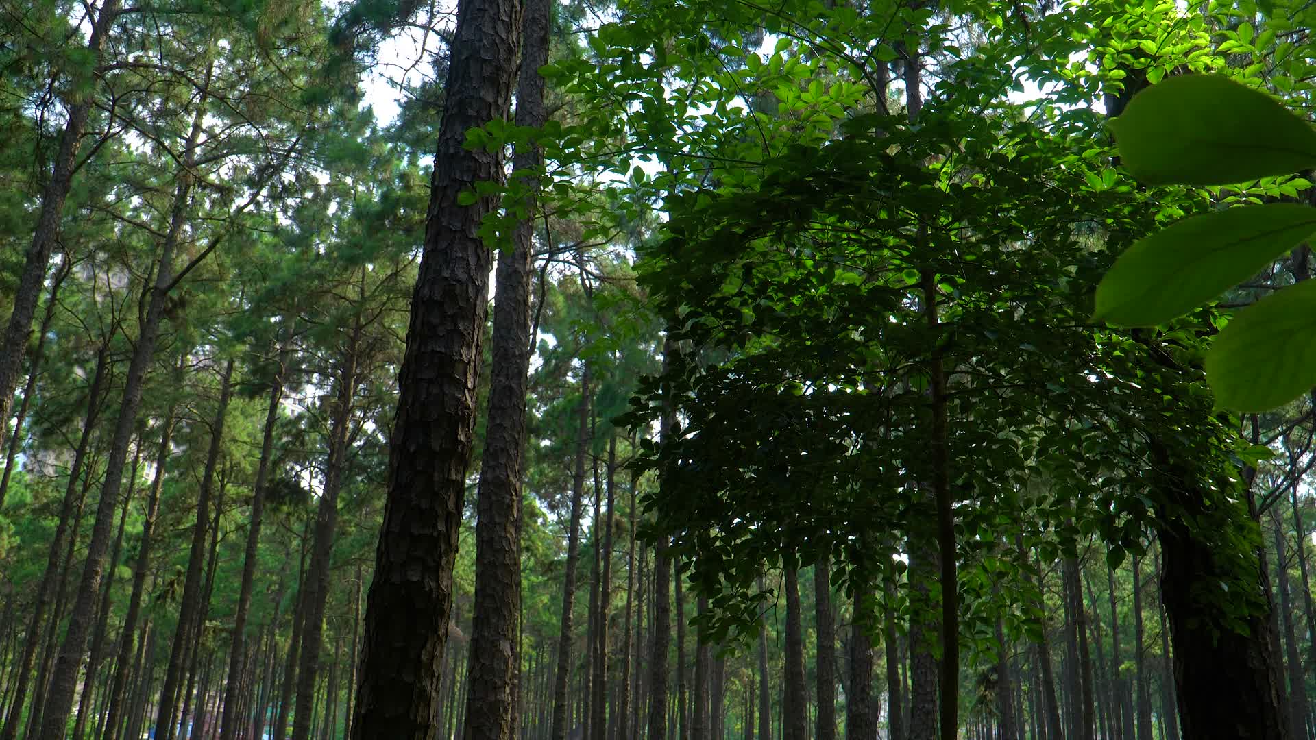 夏天的松树林视频的预览图
